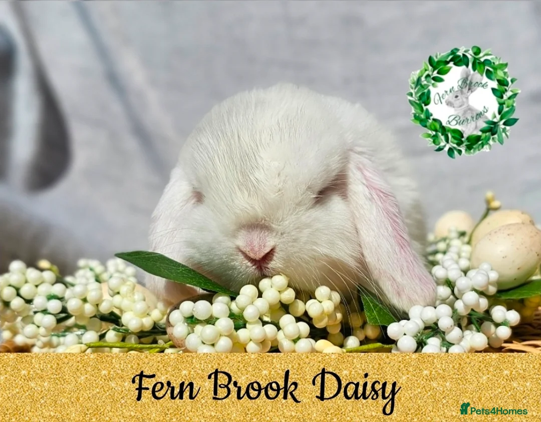 Mini Lop rabbits for sale: Vaccinated Miniature Lops  - Advert 7