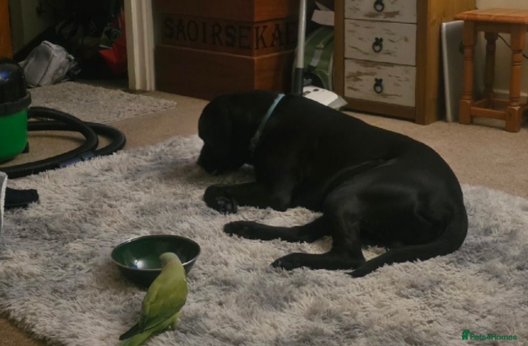 Ringnecks birds for sale: This is George! - Advert 8