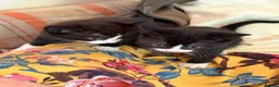 Mixed Breed cats for sale: Kittens from loving country cottage home - Advert 8