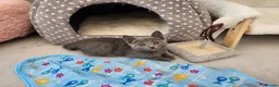 Russian Blue cats for sale: GCCF Registered Russian Blue Kittens in Tredegar - Advert 27