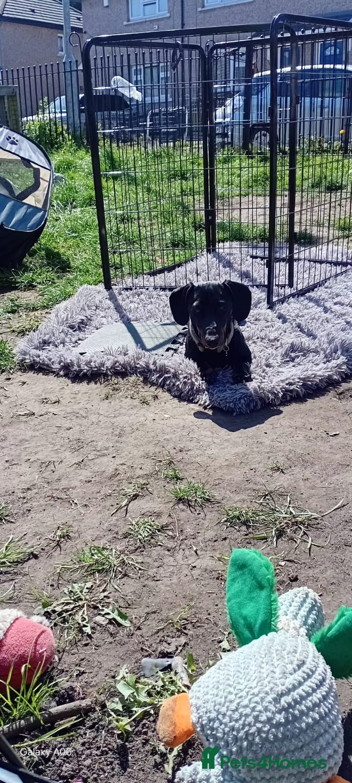 Miniature Dachshund dogs EXPERIENCED, SINGLE-PET HOME ONLY - Advert 12