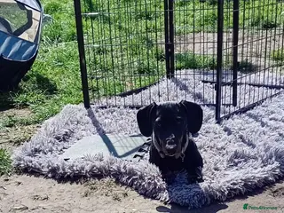 Miniature Dachshund dogs EXPERIENCED, SINGLE-PET HOME ONLY - Advert 16