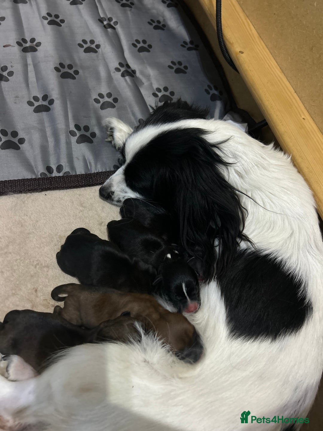 Mixed Breed dogs for sale: 3 BEAUTIFUL KING CHARLES X BORDER TERRIER BOYS🐶🩵 - Image 7