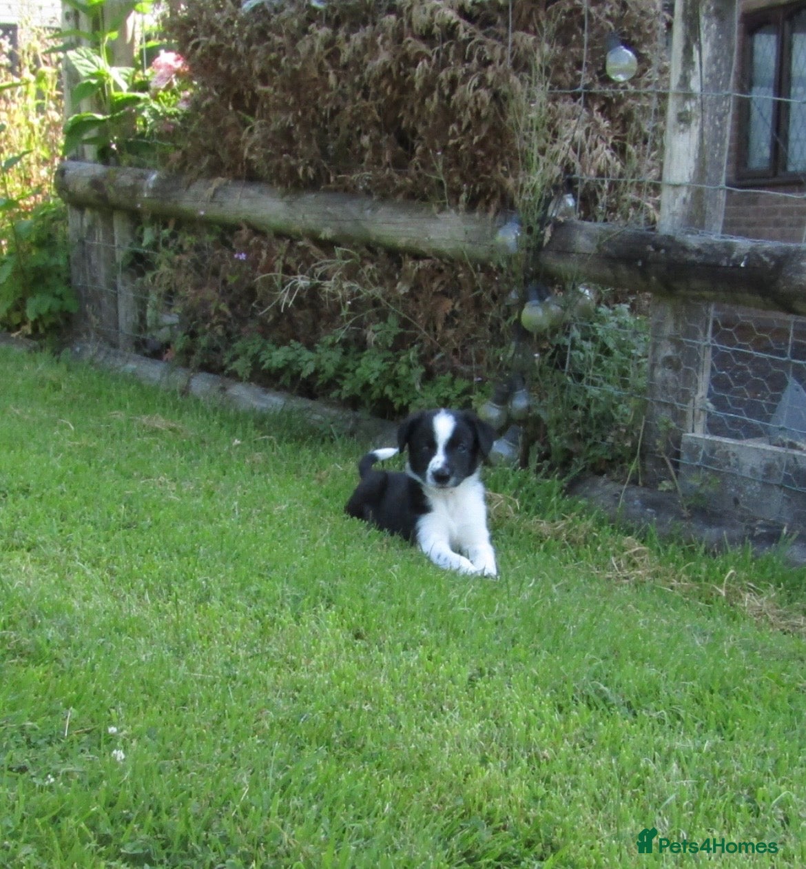 Border Collie dogs ****2 Beautiful Male Border Collie Puppy **** - Advert 2