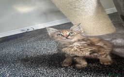 Ragdoll cats for sale: Ragdoll cross Mainecoon kittens  - Image 12