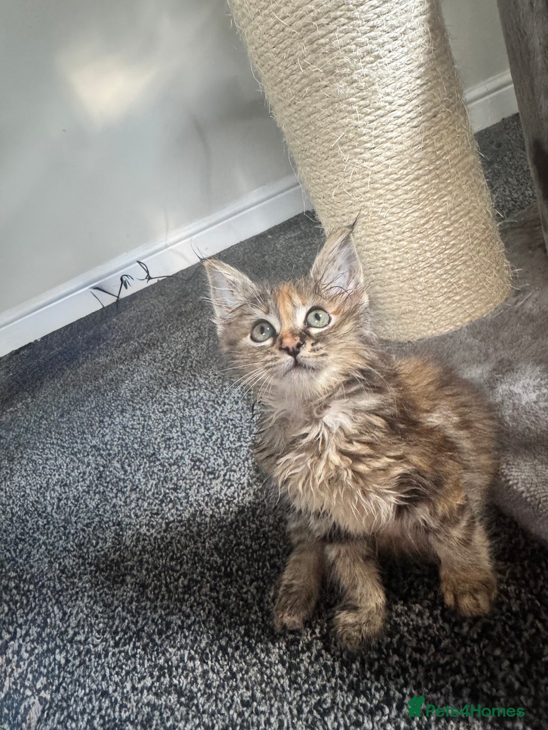 Ragdoll cats for sale: Ragdoll cross Mainecoon kittens  - Image 12