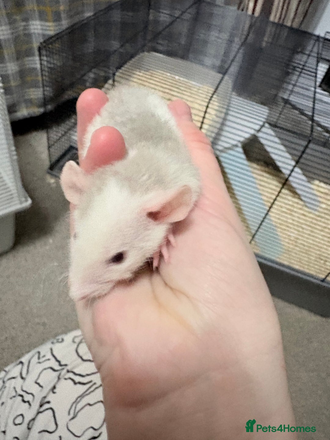 Rat rodents for sale: Beautiful male dumbo/husky baby rats - Advert 19