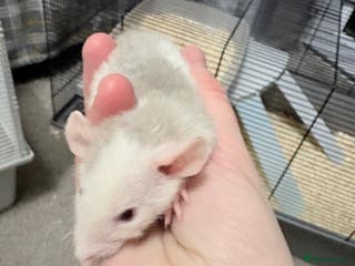 Rat rodents Beautiful male dumbo/husky baby rats - Advert 12