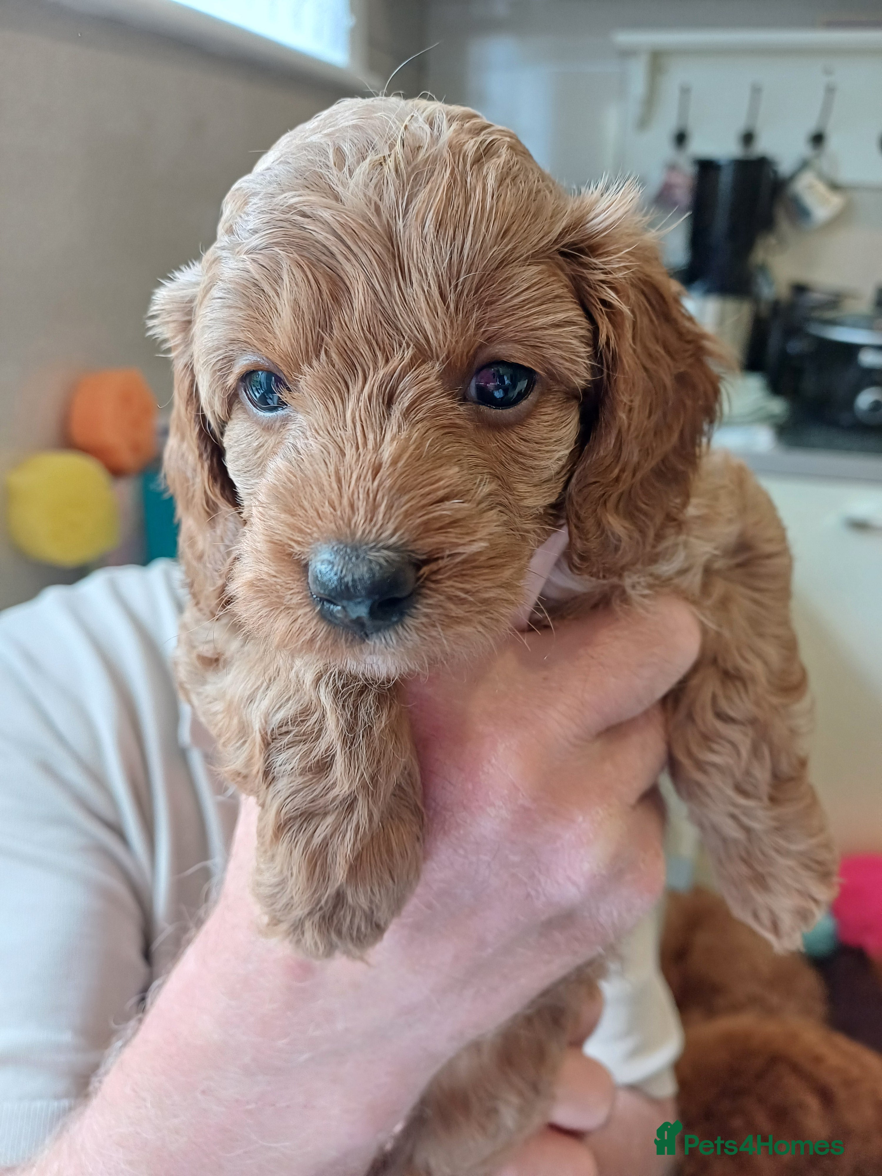 Cavapoo dogs HEALTH-TESTED CAVAPOOS. - Advert 2