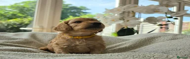 Cockapoo Puppy 4