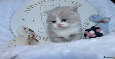 British Shorthair cats ✨ Gccf Champion Parents. Lilac bi colour male ✨ - Advert 2