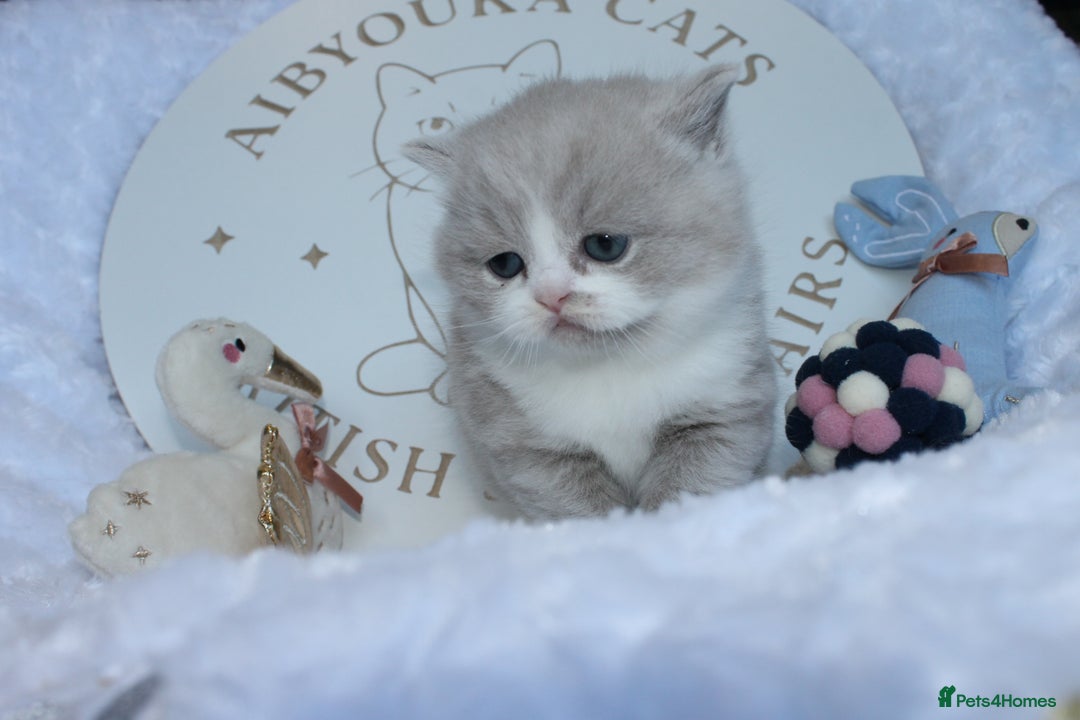 British Shorthair cats for sale: ✨ Gccf Champion Parents. Lilac bi colour male ✨ - Advert 4
