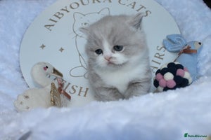 British Shorthair cats ✨ Gccf Champion Parents. Lilac bi colour male ✨ - Advert 2