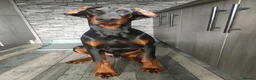 Dobermann dogs for stud: European Doberman  - Advert 2