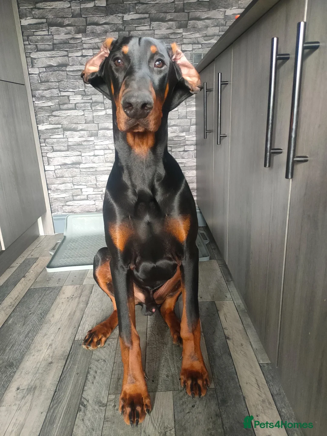 Dobermann dogs for stud: European Doberman  - Advert 2