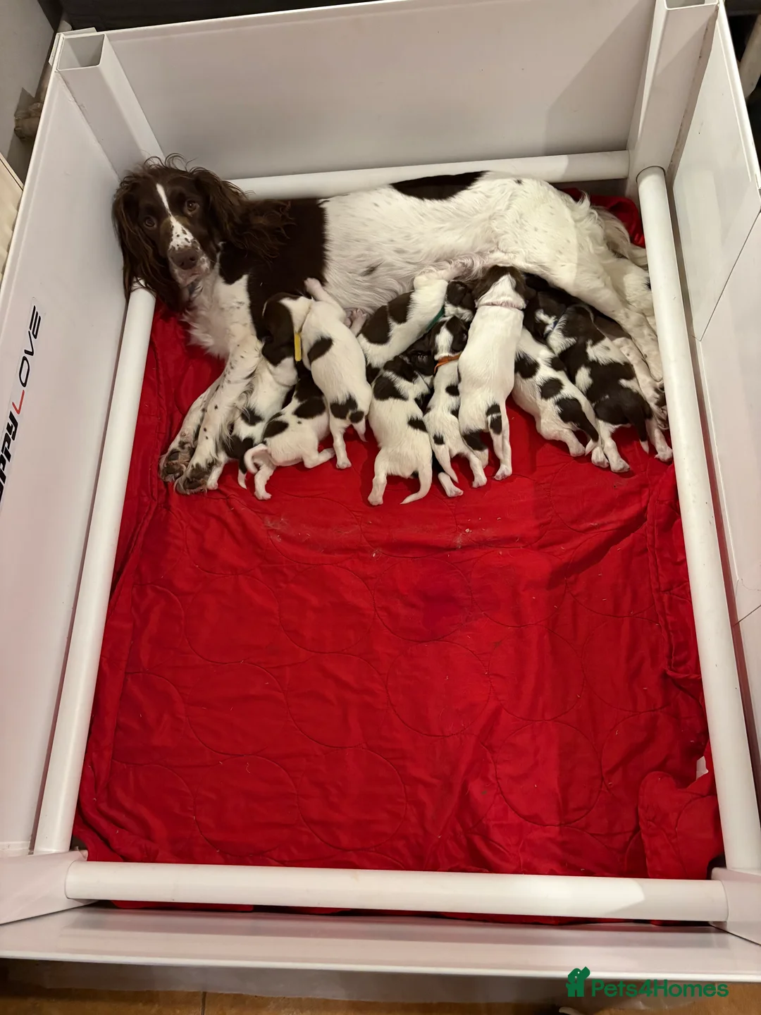 English Springer Spaniel dogs for sale: Springer Spaniels, liver and white, North Wales. - Advert 4