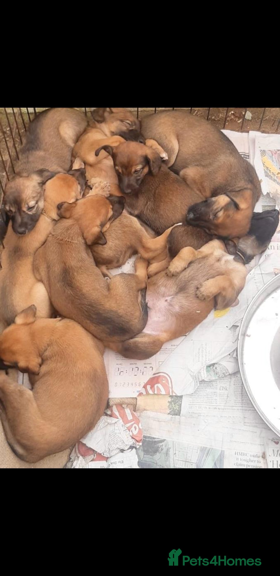 Lurcher dogs for sale: Lurcher puppies for sale.  - Image 6