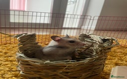 Hamster rodents for sale: Female Hamster (Minnie) - Image 2