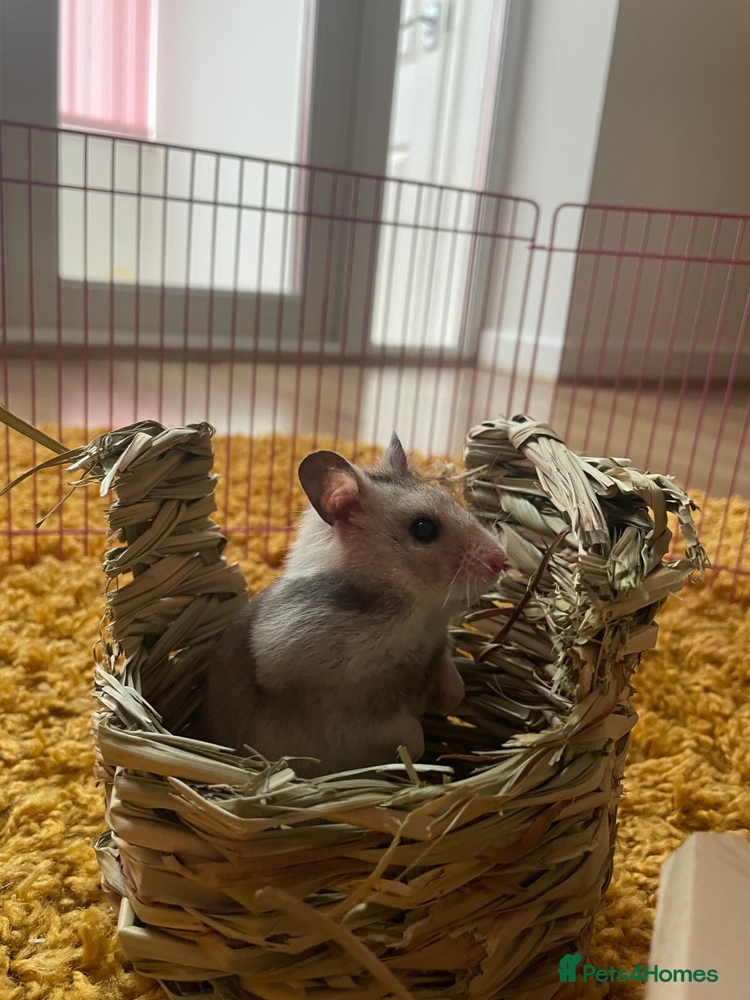 Hamster rodents for sale: Female Hamster (Minnie) - Image 2