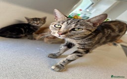 Mixed Breed cats for sale: 5 beautiful kittens for sale !! - Image 6