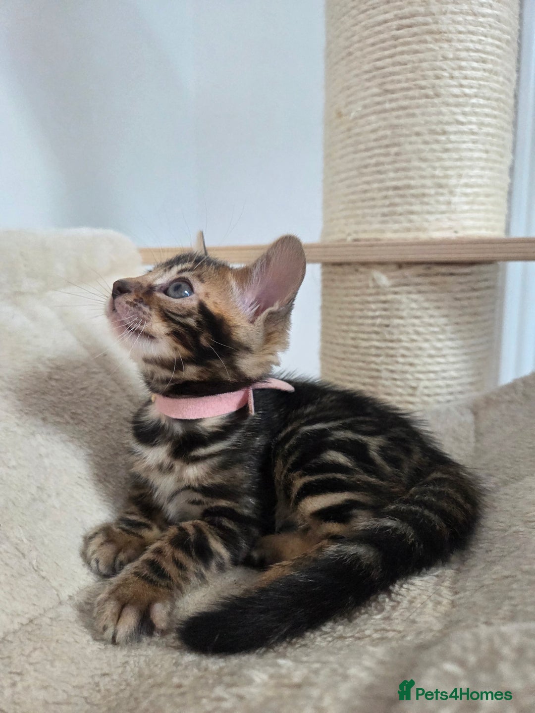 Bengal cats for sale: Tica register Bengal Kittens 😸  - Advert 18