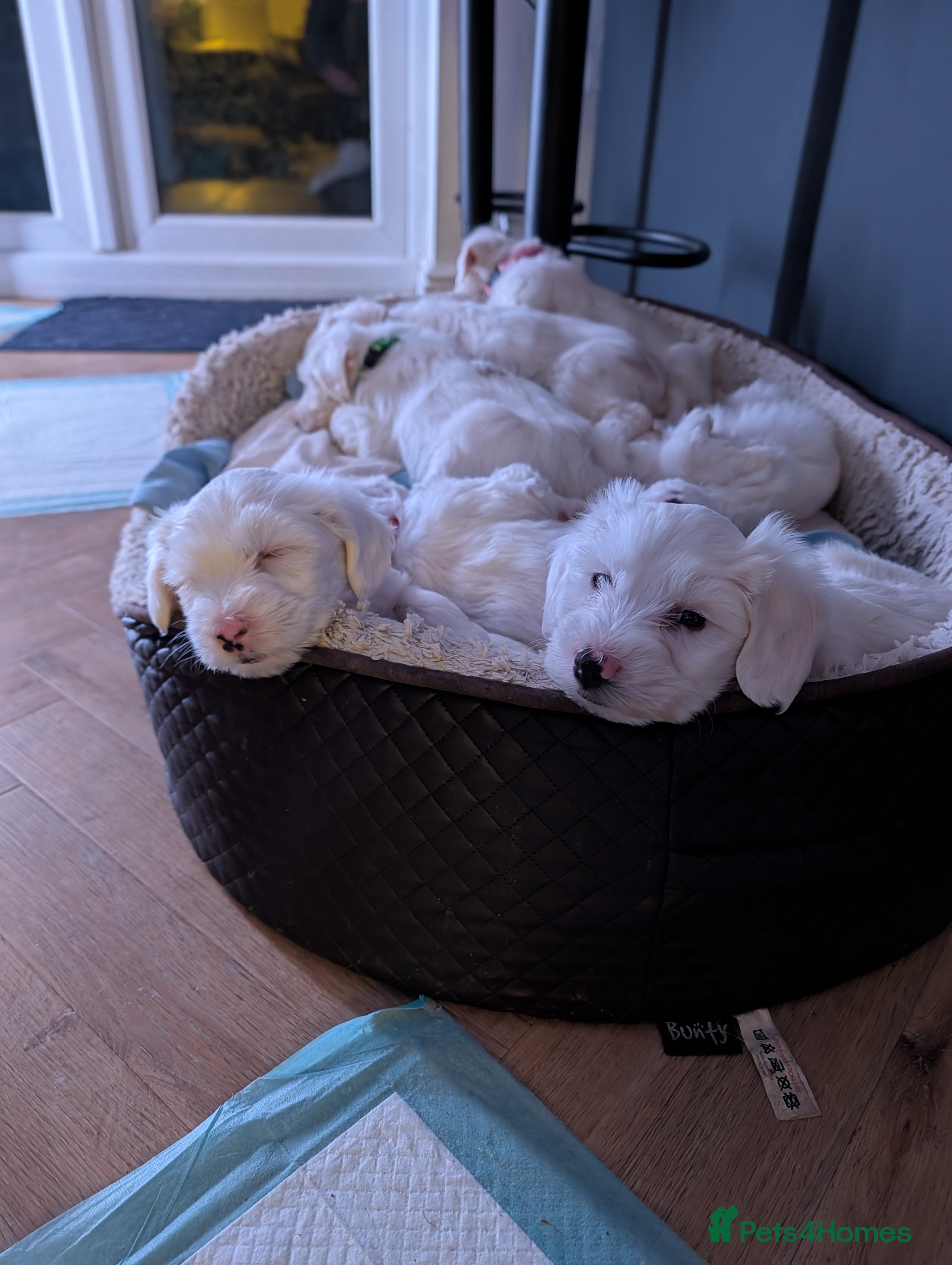 Tibetan Terrier dogs Tibetan Terrier puppies for sale - Advert 2