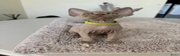 Devon Rex cats for sale: Price Reduced!TICARegisteredDevonRex lilac kittens - Advert 7