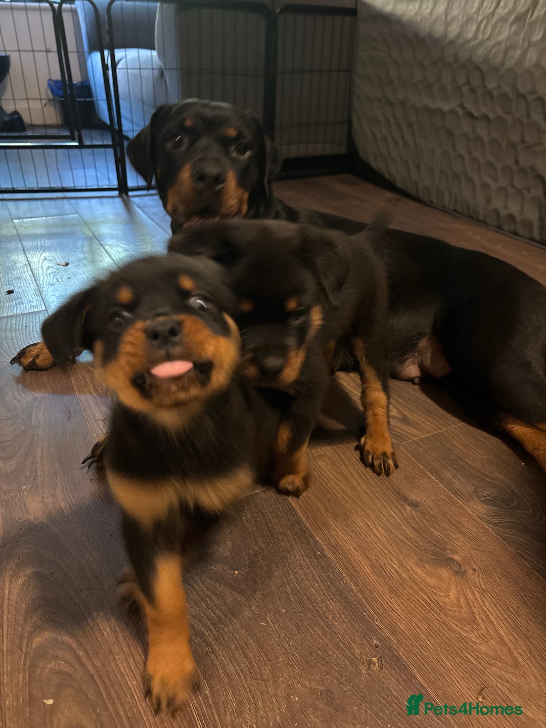 Rottweiler dogs for sale: 1 little girl rottie left  - Image 4