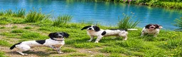 Sprocker dogs for sale: Our Precious Springer Spaniel Lucy has had babies - Advert 11