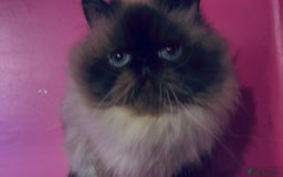 Himalayan cats for sale: Colourpoint CP Persian Himi Himalayan colour point - Image 5