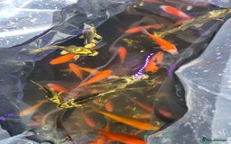 Koi Carp fish for sale: Pond fish  gost carp  gold fish  and more - Image 7