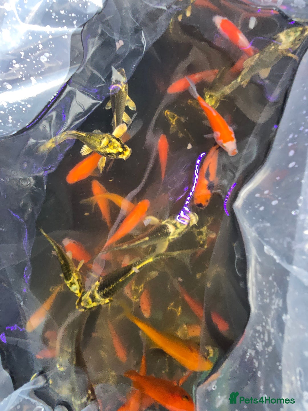 Koi Carp fish for sale: Pond fish  gost carp  gold fish  and more - Image 7
