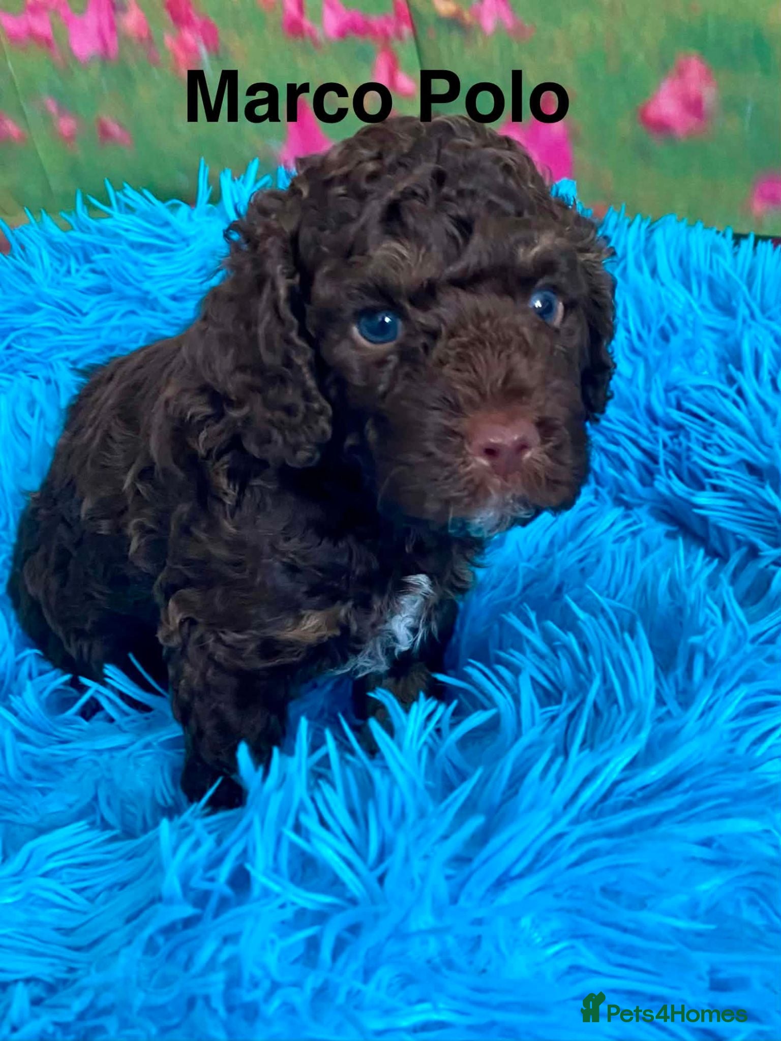 Cockapoo dogs Home Raised American Cockapoo Babies  - Advert 2