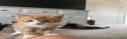 Mixed Breed cats for sale: 4 beautiful ginger boys  - Advert 7