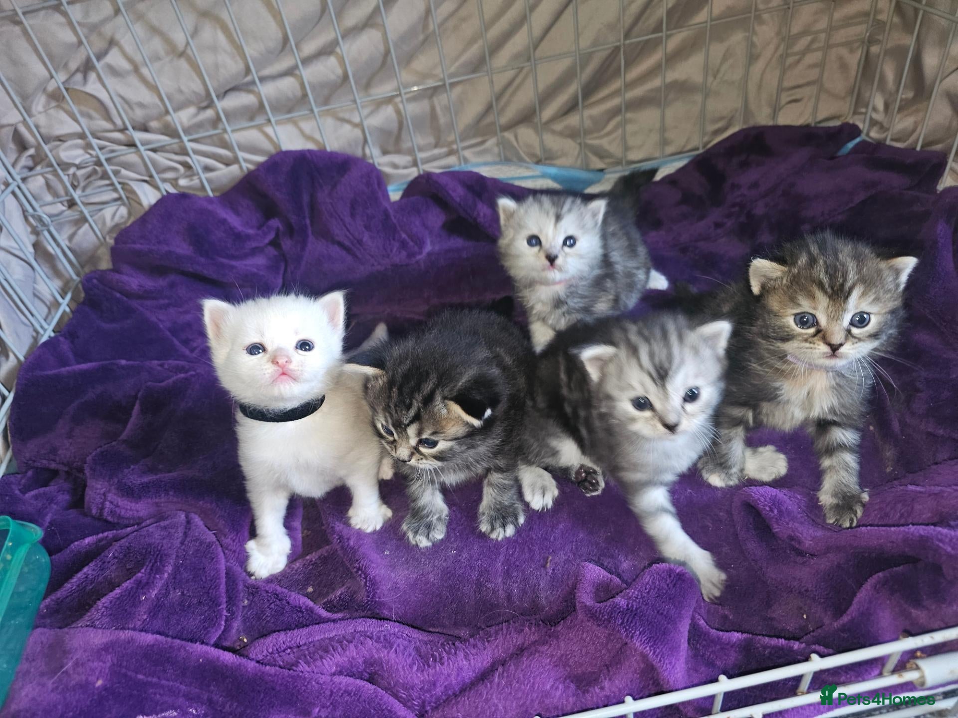 Mixed Breed cats for sale: Persian cross maincoon fluffy kittens  - Advert 1