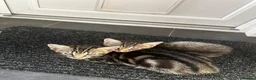 Mixed Breed cats for sale: Puuurfectly Adorable Kittens  - Advert 8