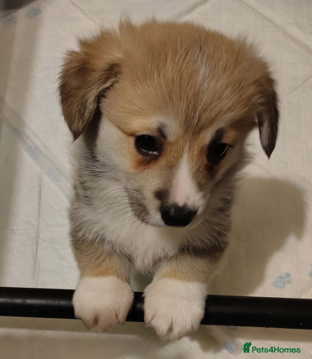 Welsh Corgi Pembroke dogs for sale: 3 Gorgeous KC Registered Pembroke Corgi Puppies - Advert 4