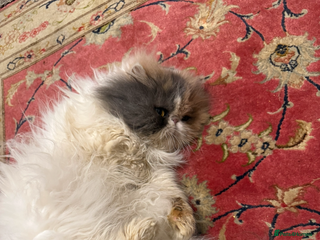 Persian cats - Advert 27