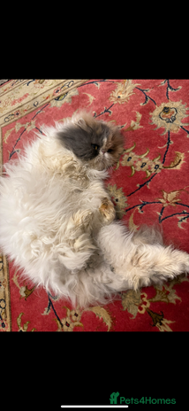 Persian cats - Advert 3