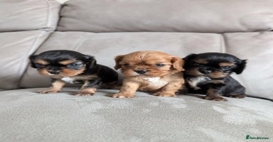 Cavalier King Charles Spaniel dogs - Advert 2