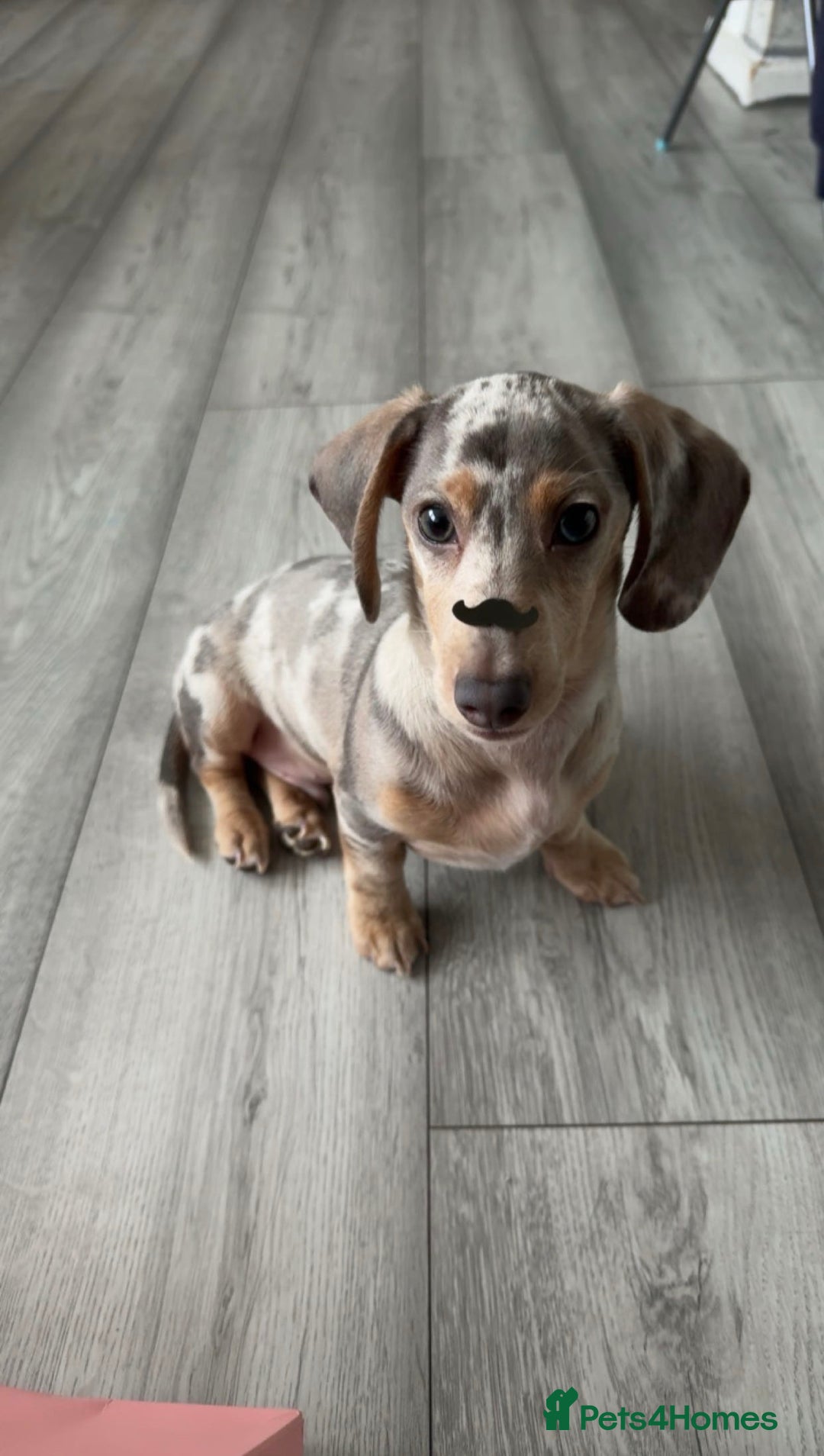 Miniature Dachshund dogs for sale: Milo  - Advert 3