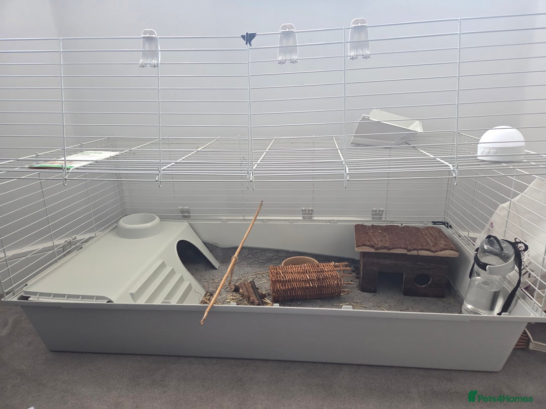 Guinea Pig rodents for sale: Two female guienea pigs 5 months  - Advert 5