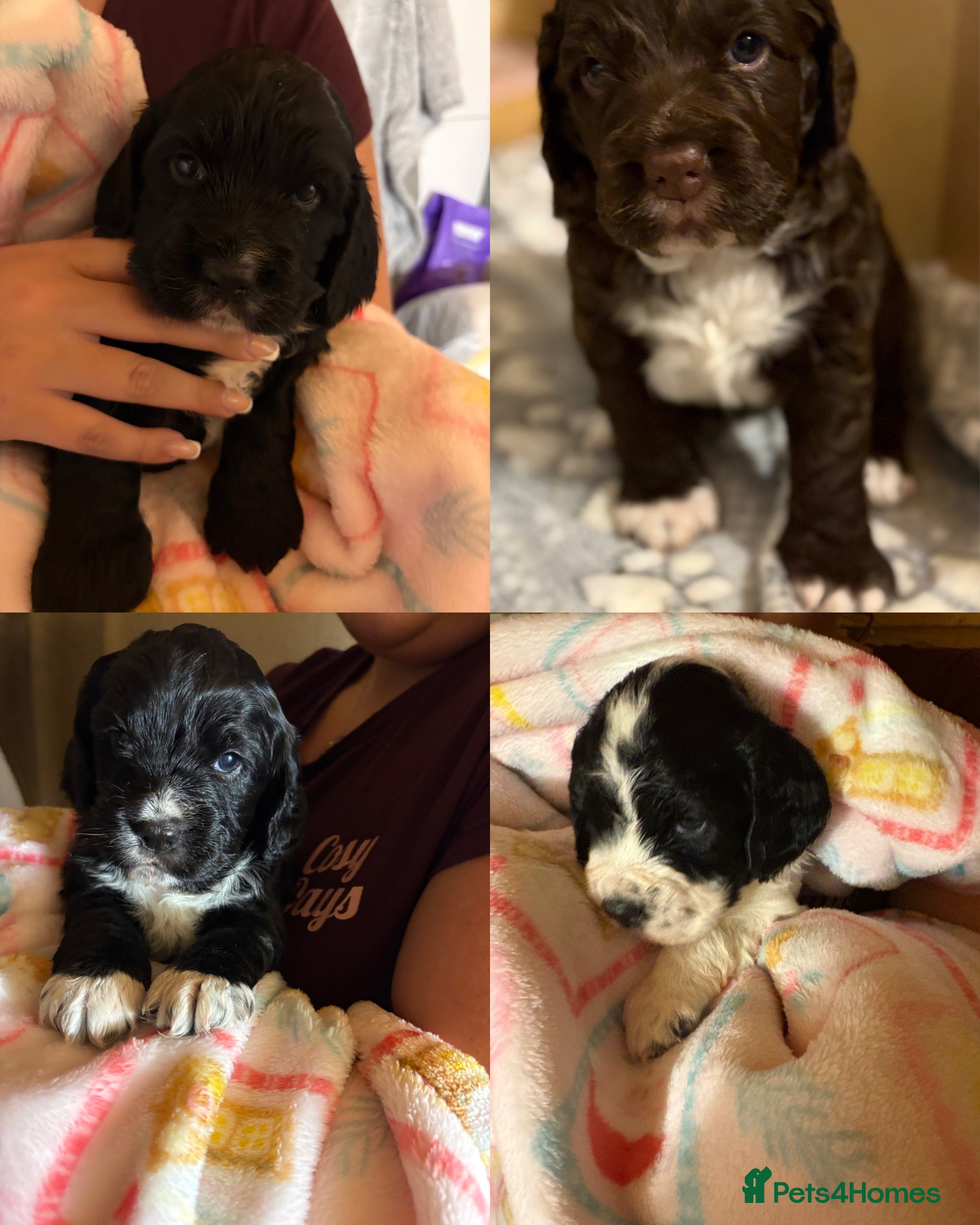 Cocker Spaniel dogs ⭐️Cocker spaniel puppy’s⭐️ - Advert 15