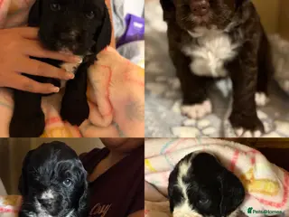 Cocker Spaniel dogs ⭐️Cocker spaniel puppy’s⭐️ - Advert 15