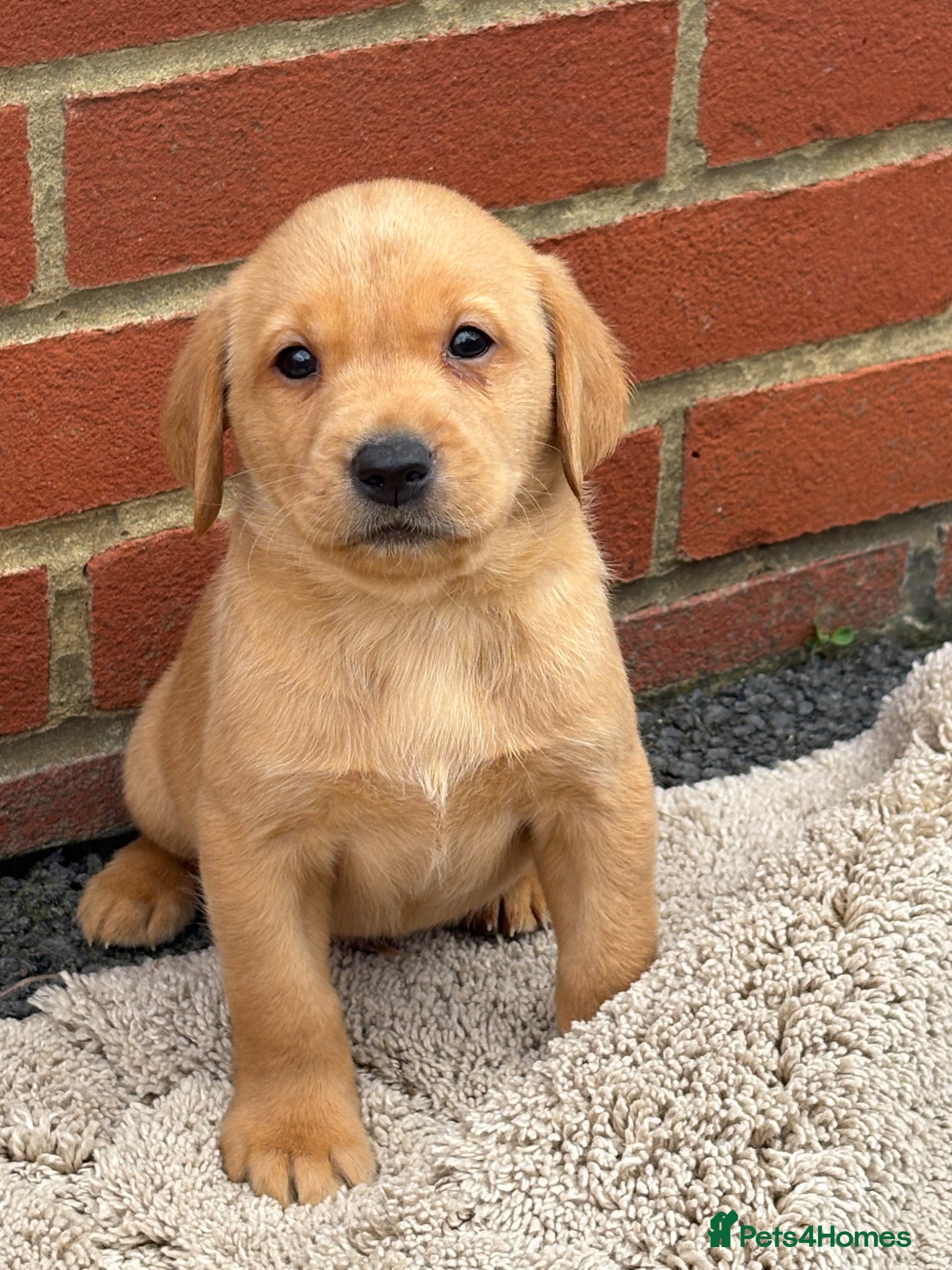 Labrador Retriever dogs Fox red Labrador puppys kc registered  - Advert 1