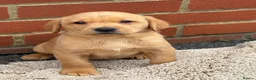 Labrador Retriever dogs for sale: Fox red Labrador puppys kc registered  - Advert 1