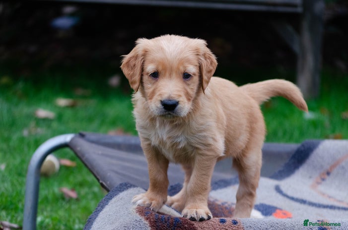 Golden Retriever dogs - Advert 1