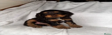 Cocker Spaniel 4