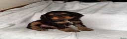 Cocker Spaniel dogs for sale: Show type cocker spaniels  - Advert 3
