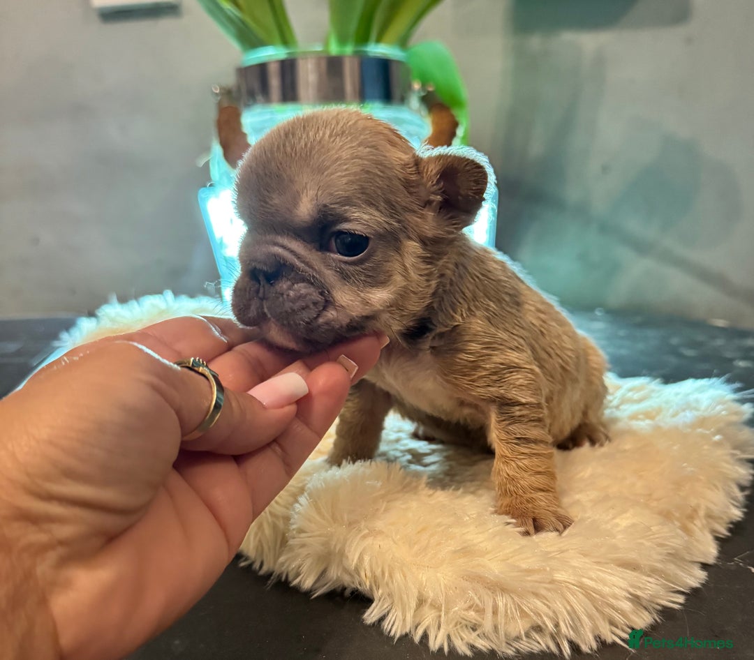 French Bulldog dogs for sale: *Unique fluffy French Bulldogs* - Advert 16